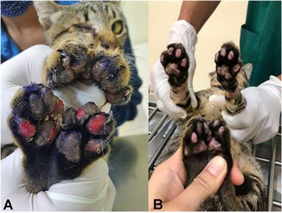 Case Report: Molecular and Pathological Investigations of Zoonotic Anatrichosoma Spp.-Induced Ulcerative Pododermatitis in a Domestic Cat in Thailand